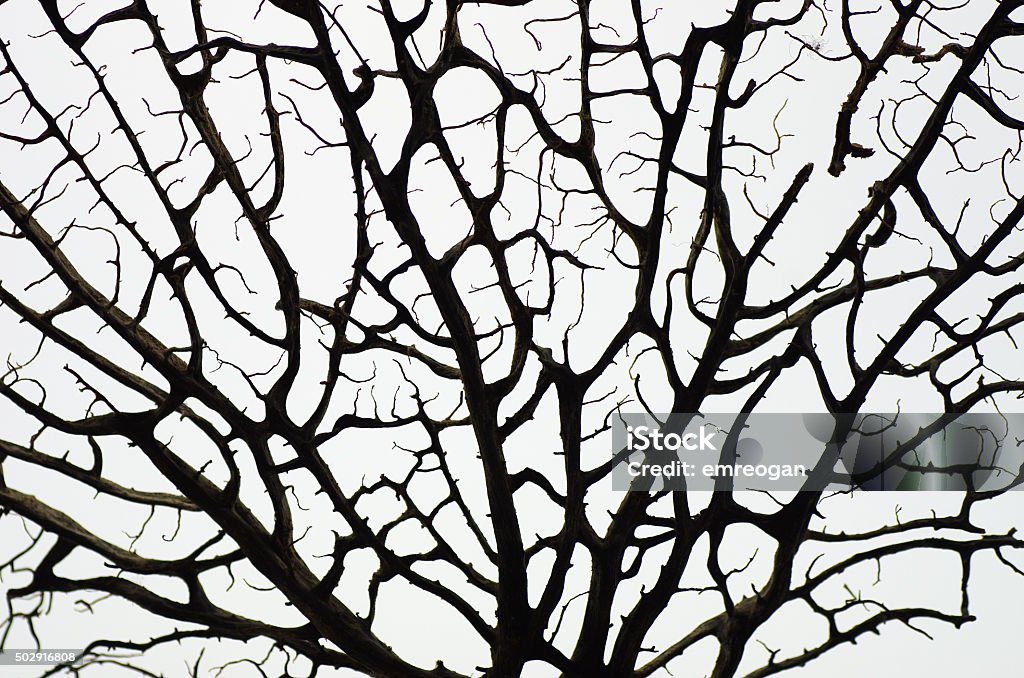 dead tree branches 2015 Stock Photo