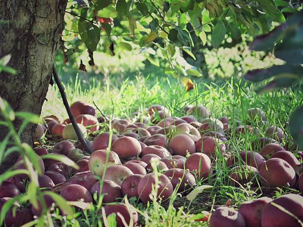 istock Red Fallen Apples on Orchard Farm Grass, NY 502917508