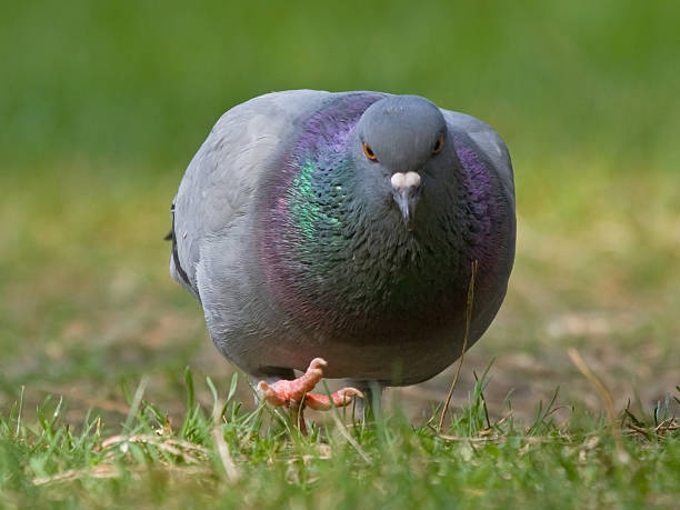 pigeon na grama - cambered - fotografias e filmes do acervo