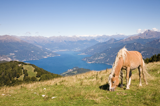 A view on the Como Lake from the San Primo mountain near Bellagio with a horse, Lombardy, Italy