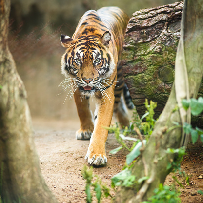 Closeup of a Siberian tiger also know as Amur tiger (Panthera tigris altaica), the largest living cat