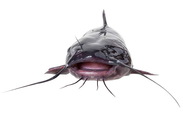 Channel catfish Channel catfish catfish close up, isolated on white background with clipping paths sheatfish stock pictures, royalty-free photos & images