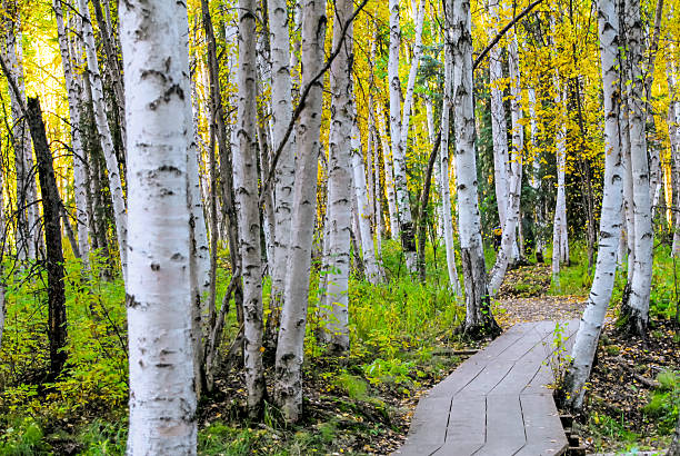 White Birch Trees Fairbanks Alaska