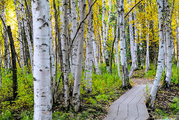 White Birch Trees Fairbanks Alaska a forest of white birch trees with a wooden path winding through it in Fairbanks, Alaska fairbanks photos stock pictures, royalty-free photos & images