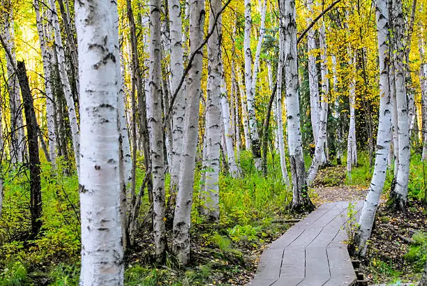a forest of white birch trees with a wooden path winding through it in Fairbanks, Alaska