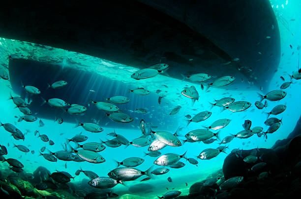 istock Fish silhouetted below boats with sun beams 502920706