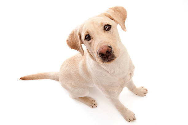 Looking up. Adorable yellow lab looking up at the camera.  Isolated on white with room for your text. yellow labrador stock pictures, royalty-free photos & images