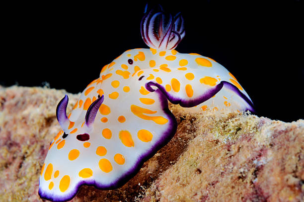istock Bright and colorful nudibranch 502921460