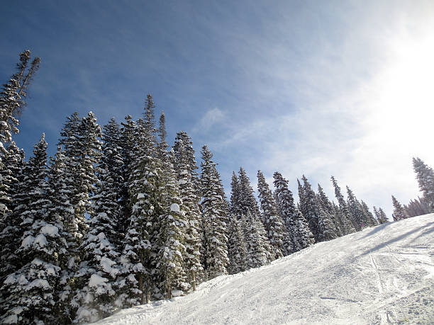 snow covered pine trees winter scene on a ski resort of steamboat springs in colorado.