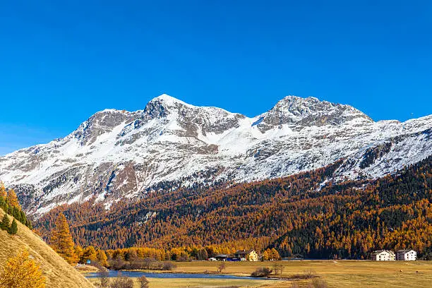 Panorama view of the golden autumn in Upper Engadin, with Piz Corvatsch of the swiss alps and colorful trees and town of Sils-Maria, Canton of Grisons, Switzerland