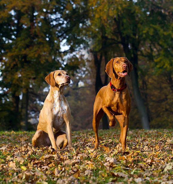 istock two attentive Magyar Vizsla hunting dogs 502922456