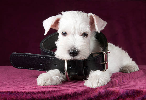adorable schnauzer puppy with dog collar