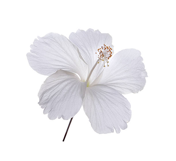 istock white flower isolated on white background 502931529