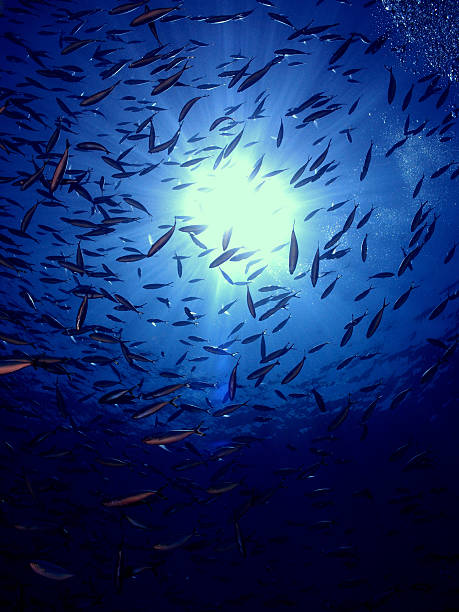 istock School of fish in sunlight 502932101