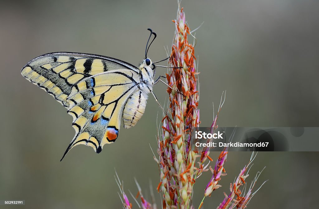 Papilio machaon Agricultural Field Stock Photo