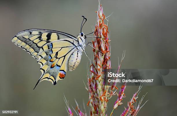 Papilio Machaon Stock Photo - Download Image Now - Agricultural Field, Animal, Animal Abdomen