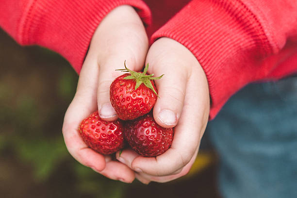 chłopiec zbierać owoce truskawki w polu - bush child gardening sunlight zdjęcia i obrazy z banku zdjęć