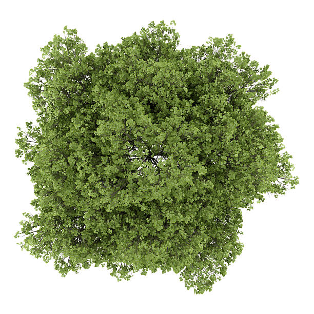 istock top view of small-leaved lime tree isolated on white background 502932731