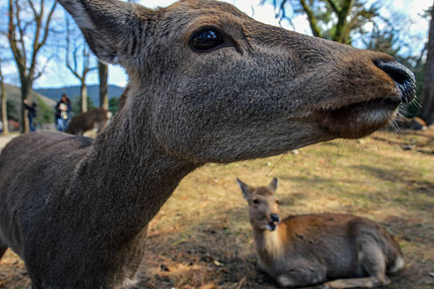 istock Wild Deer - Nara, Japan 502933216