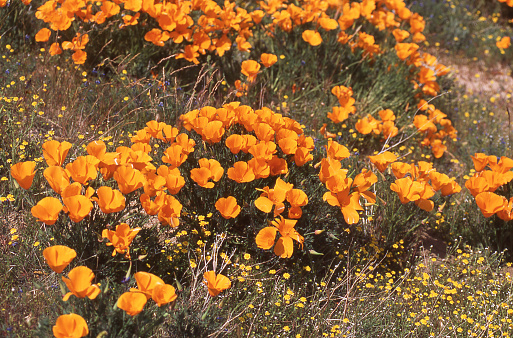 Closeup California Poppies in Antelope Valley Poppy Reserve