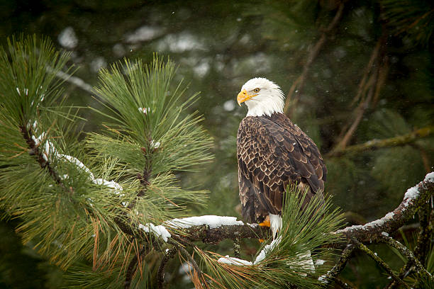 weißkopfseeadler im schnee baum. - sea eagle fotos stock-fotos und bilder