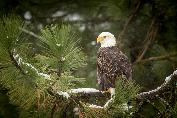 Bald eagle in snowy tree. A majestic bald eagle is perched on a tree covered with snow near Coeur d'Alene, Idaho. bald eagle photos stock pictures, royalty-free photos & images