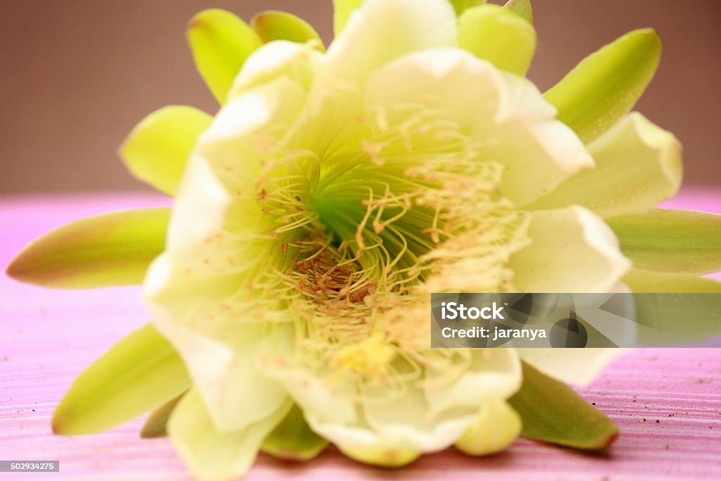 Cactus Flower Black Color Stock Photo