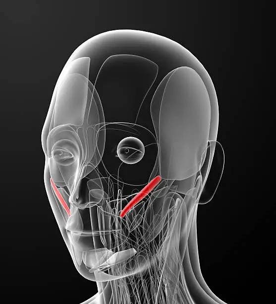 Photo of medical  illustration of the zygomaticus minor