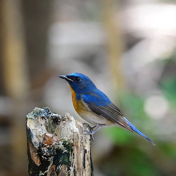 istock Chinese Blue Flycatcher (Cyornis glaucicomans) On the 502935345