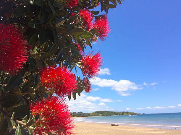 istock Pohutukawa red flowers blossom on December 502935418
