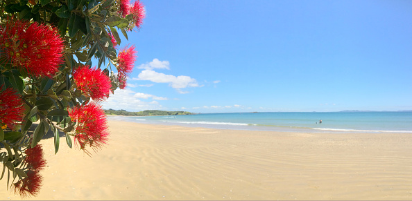 Panoramic view of Pohutukawa red flowers blossom on the month of December in doubtless bay New Zealand.