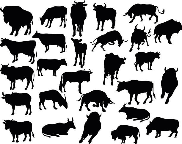 vector of bull silhouettes . bull silhouettes on the white background herd of cows stock illustrations
