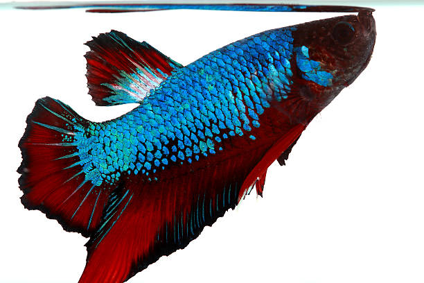 istock Colorful of  Betta Fish closeup. 502935924