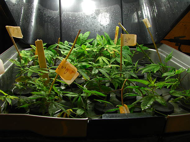 Marijuana plants in a cloner- closeup stock photo