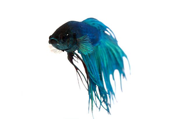 istock Colorful of  Betta Fish closeup. 502936450