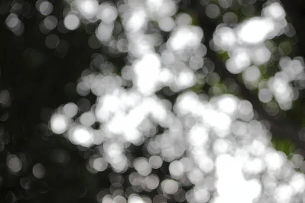 istock Black and white blur bokeh From light through leaves 502936654