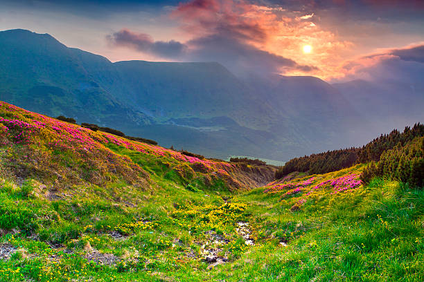 istock Summer sunset  in the Casrpathian mountains 502936701