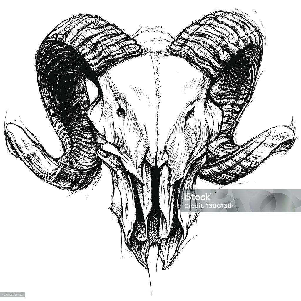 Ram Skull Ram skull traditional drawing line work vector for Use Devil stock vector