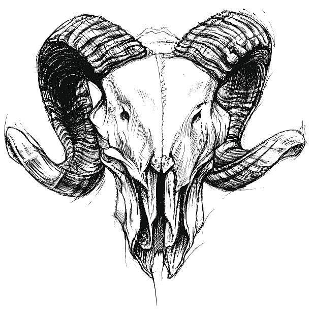 Ram Skull Ram skull traditional drawing line work vector for Use satan goat stock illustrations