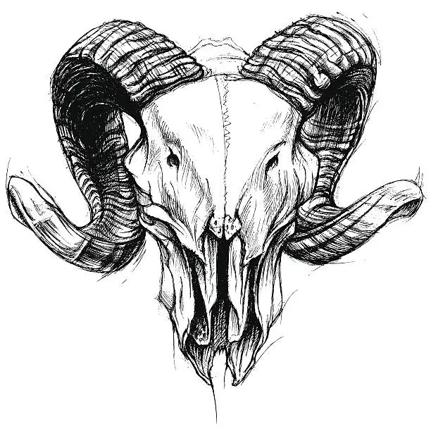 Vector illustration of Ram Skull