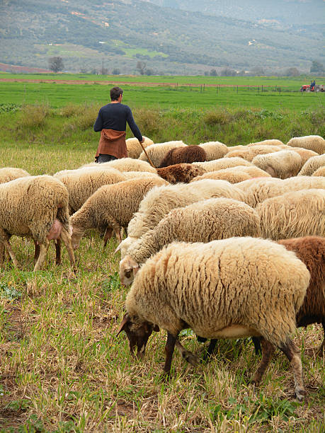 istock Shepherd in Greek Countryside 502937613