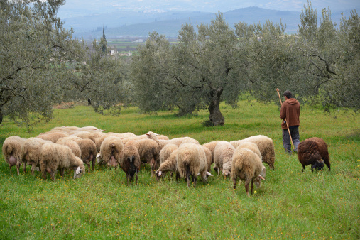 Shepherd with his sheep on the mountains of Greece.