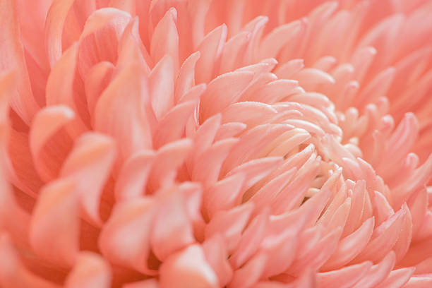 istock Pink color daisy macro background 502937822