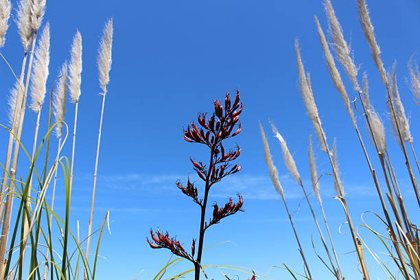 아마 꽃 및 억새 풀 잔디 대해 blue sky - new zealand flax 뉴스 사진 이미지