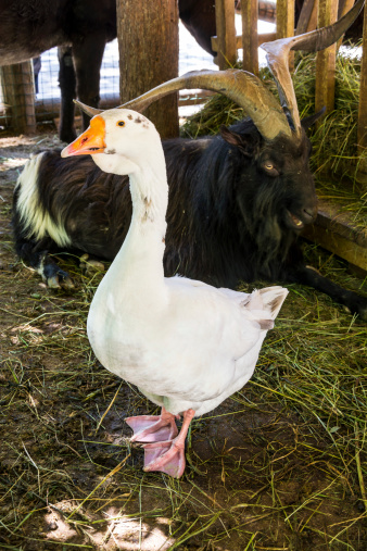 Close up of goose standing in front of billy goat. Find more in 