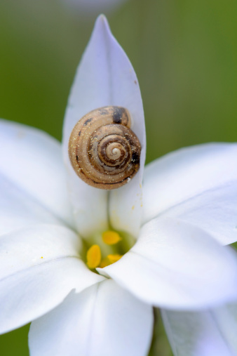 Very small snail on a wildflower.