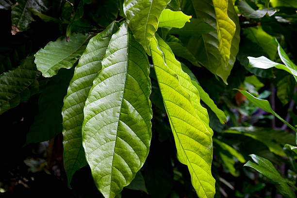 Close up on leafs of a cocoa tree in Nicaragua.