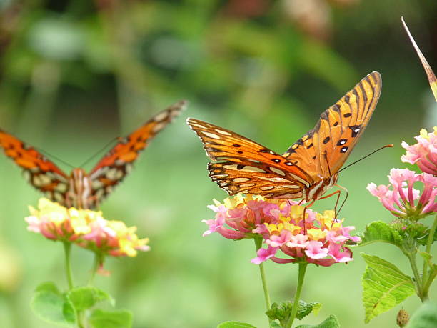 Two Gulf Fritillary Butterflies Foraging Lantana Selective Focus on Nearest