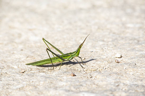 Biting Insect Long-Feeler Horror - Free photo on Pixabay
