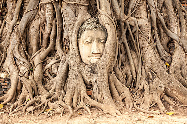 ayutthaya, thailand-buddha gesicht in the tree - thailand asia famous place stone stock-fotos und bilder